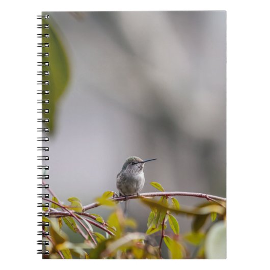 Carnet Colibri 3346 (Devant)