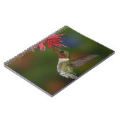 Carnet Colibri à gorge rubis mâle (Côté gauche)