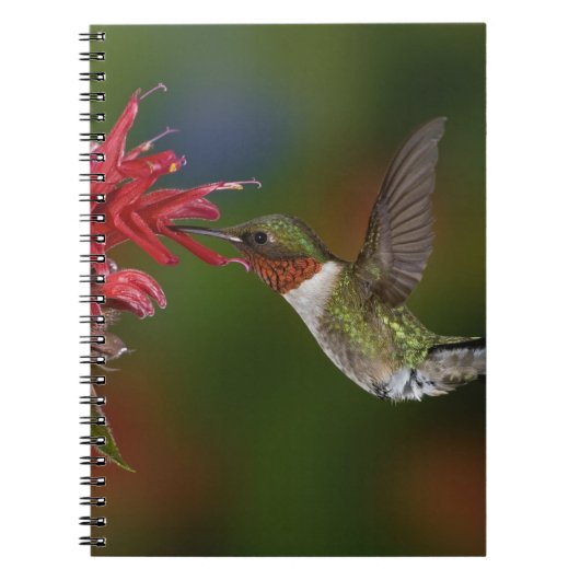 Carnet Colibri à gorge rubis mâle (Devant)