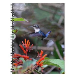 Carnet Colibri en vol et fleurs rouges