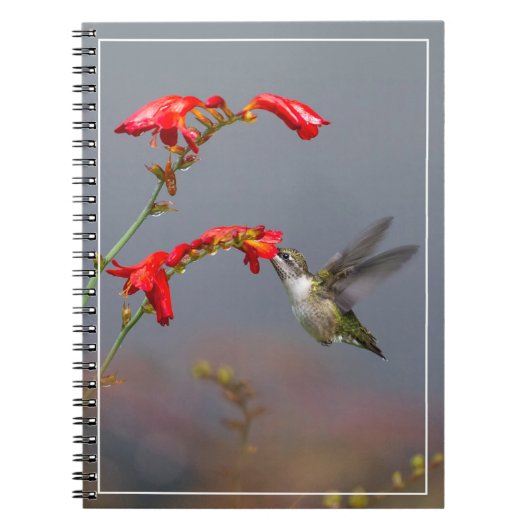 Carnet Colibri Et Crocosmie (Devant)