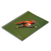 Carnet Colibri roux étonnant sur la branche cerise (Côté gauche)