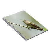 Carnet Colibri Rubis-throated femelle (Côté Droit)