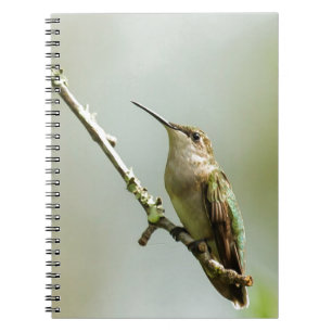 Carnet Colibri Rubis-throated femelle