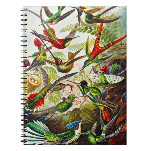 Carnet Colibri vintage par Ernst Haeckel (Devant)