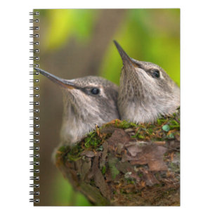 Carnet Colibris bébé