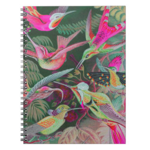 Carnet Colibris vintage Haeckel