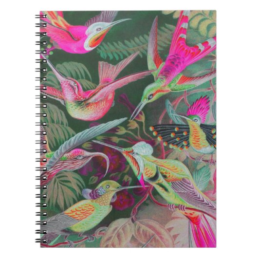 Carnet Colibris vintage Haeckel (Devant)