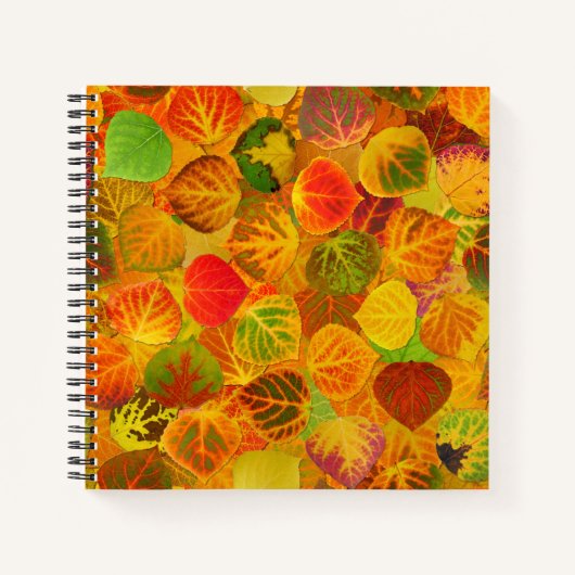 Carnet Collage Feuille en peuplier massif transparent 1 (Devant)