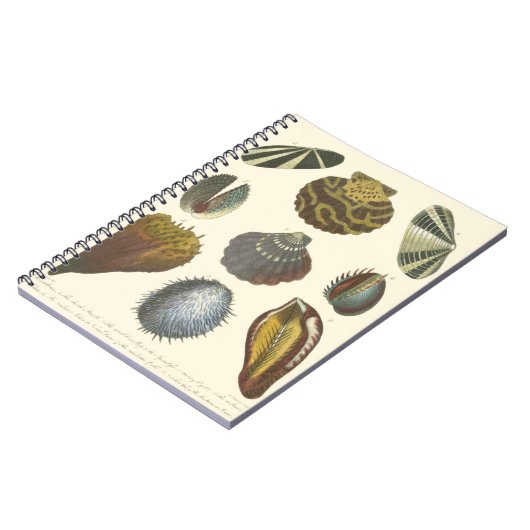 Carnet Collection Conchology (Côté gauche)