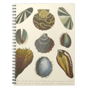 Carnet Collection Conchology