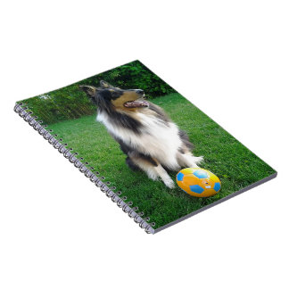 Carnet Collie Lassie tricolore