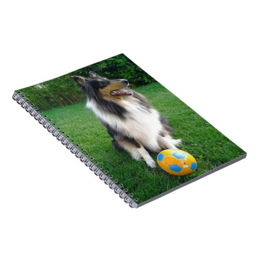 Carnet Collie Lassie tricolore (Côté Droit)