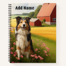 Collie standard à la ferme