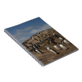 Carnet colonie de Penguin Gentoo (Pygoscelis papua) sur l (Côté Droit)