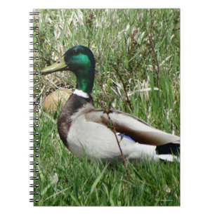 Carnet Colvert mâle B55 dans l'herbe