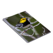 Carnet Comté de Kinney, Texas. Paruline à joues dorées (Côté Droit)