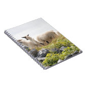 Carnet Conception risquée - Moutons dans un champ (Côté Droit)