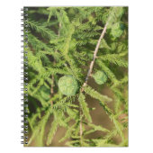 Carnet Cône de semences Bald Cypress (Devant)