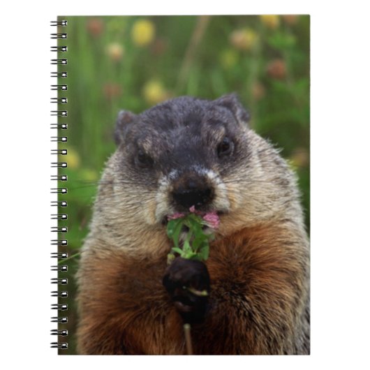 Carnet Consommation de marmotte de printemps (Devant)