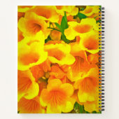 Carnet Copa de Oro (Dos)