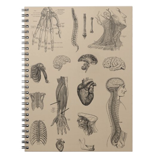Carnet Copie vintage d'anatomie (Devant)