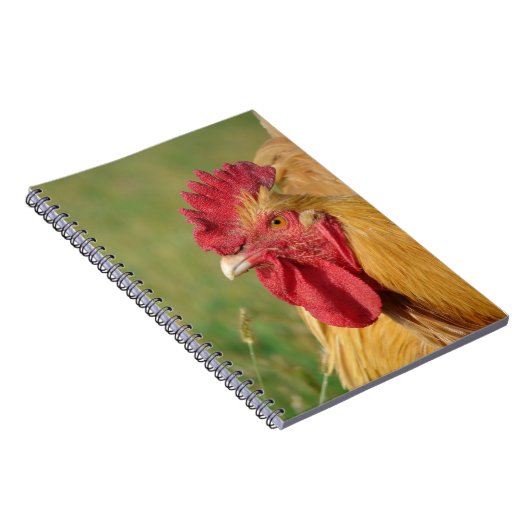 Carnet Coq Buff (Côté Droit)