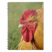 Carnet Coq Buff (Devant)