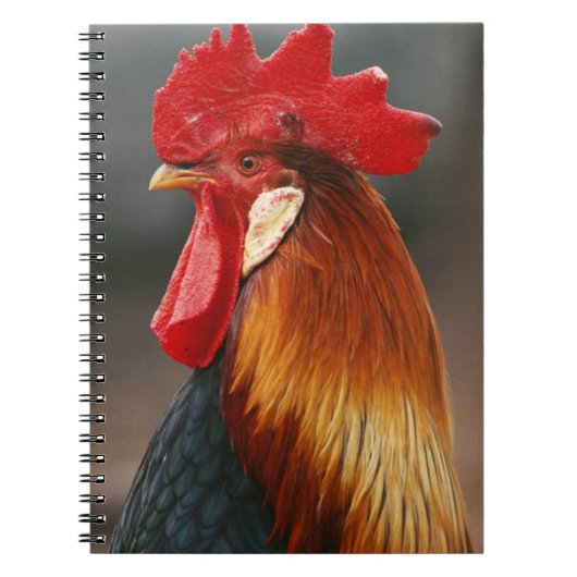 Carnet Coq domestique de basse-cour (Devant)