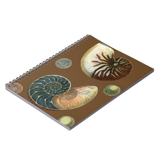 Carnet Coque de cacao (Côté gauche)