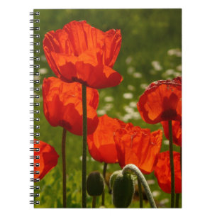 Carnet Coquelicots éclatants