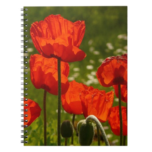 Carnet Coquelicots éclatants (Devant)