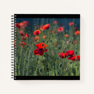 Carnet Coquelicots Jolis Dans La Prairie Sauvage Photo