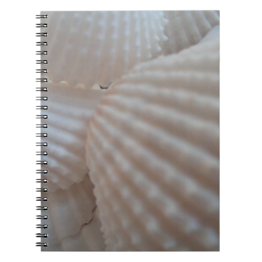 Carnet Coquillages blancs ensoleillés, Sea Shell Beach ét (Devant)