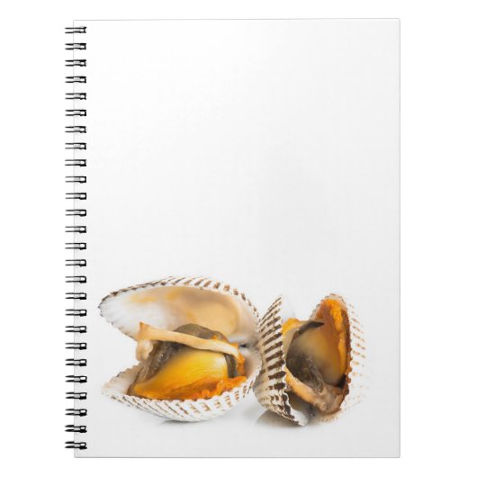 Carnet Coquille (Devant)
