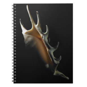 Carnet Coquille de conque