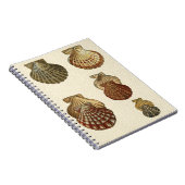 Carnet Coquilles antiques craquelées (Côté Droit)