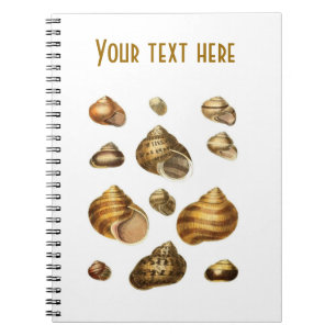Carnet Coquilles de mer et thème maritime, coquille brune