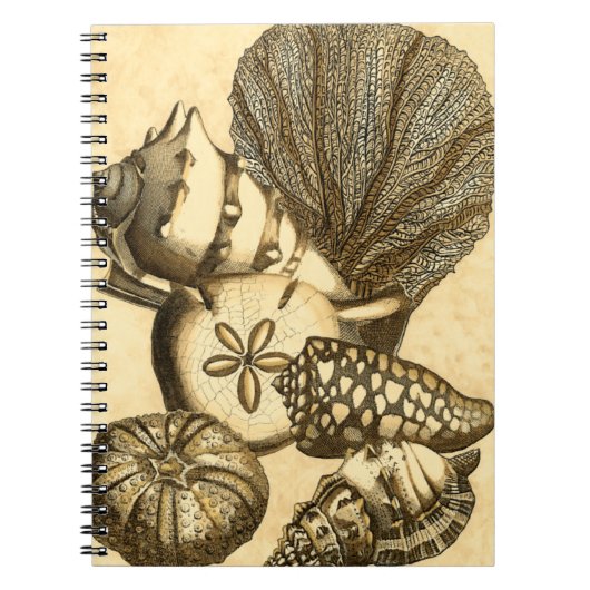 Carnet Coquilles neutres et collection de corail (Devant)