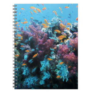 Carnet Corail rose