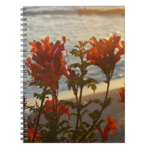 Carnet Coucher du soleil fleuri de plage