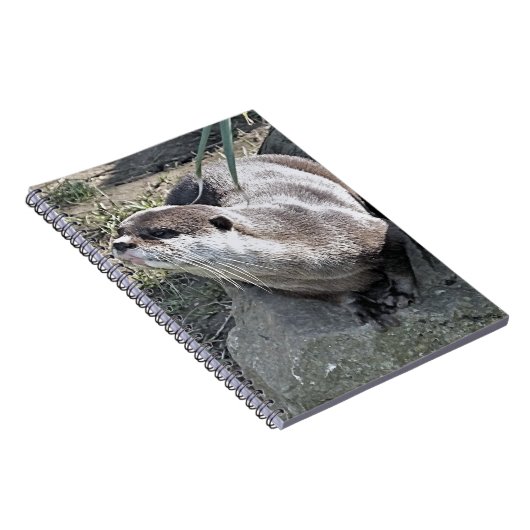 CARNET COUPER OTTER (Côté Droit)