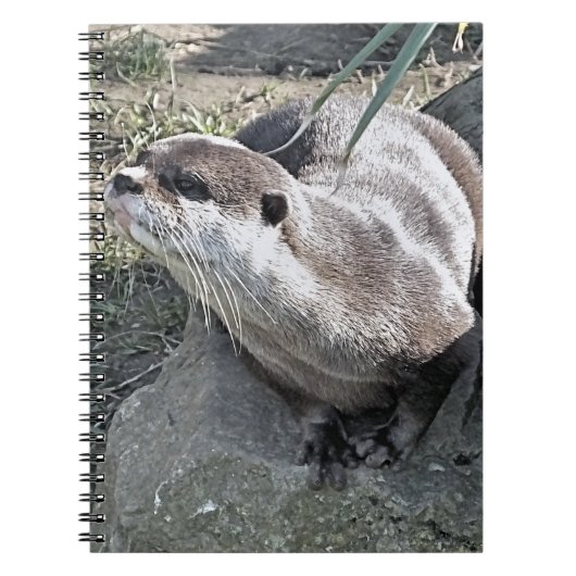 CARNET COUPER OTTER (Devant)