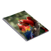 Carnet Couple d'Ara rouge (Côté Droit)