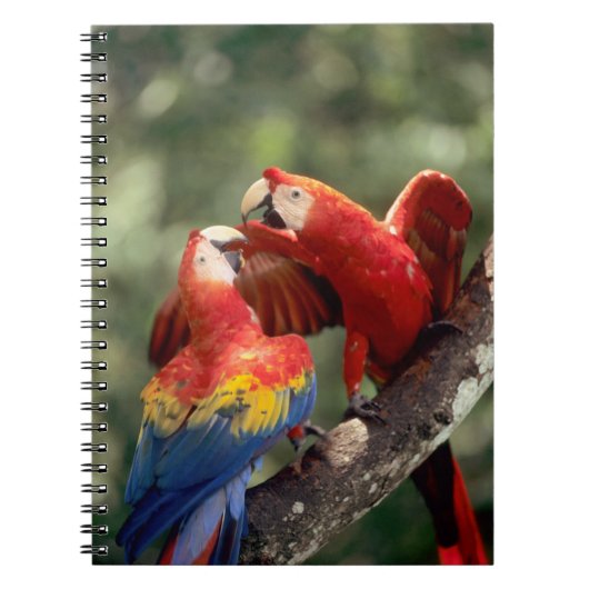 Carnet Couple d'Ara rouge (Devant)