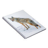 Carnet Coyote sur le qui-vive dans la neige (Côté Droit)