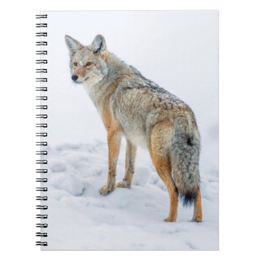 Carnet Coyote sur le qui-vive dans la neige (Devant)
