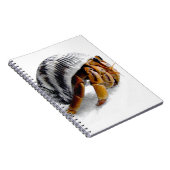 Carnet crabe herbacé terrestre (Côté Droit)