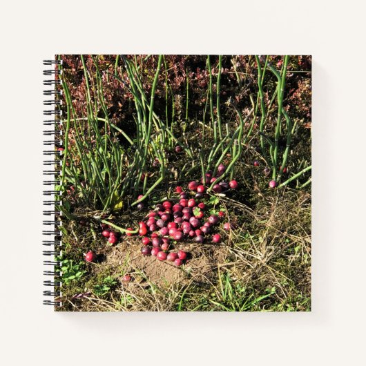 Carnet Cranberry Farm, Long Beach, Washington (Devant)