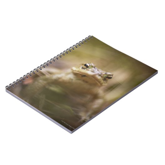 Carnet Crapaud du jour (Côté gauche)